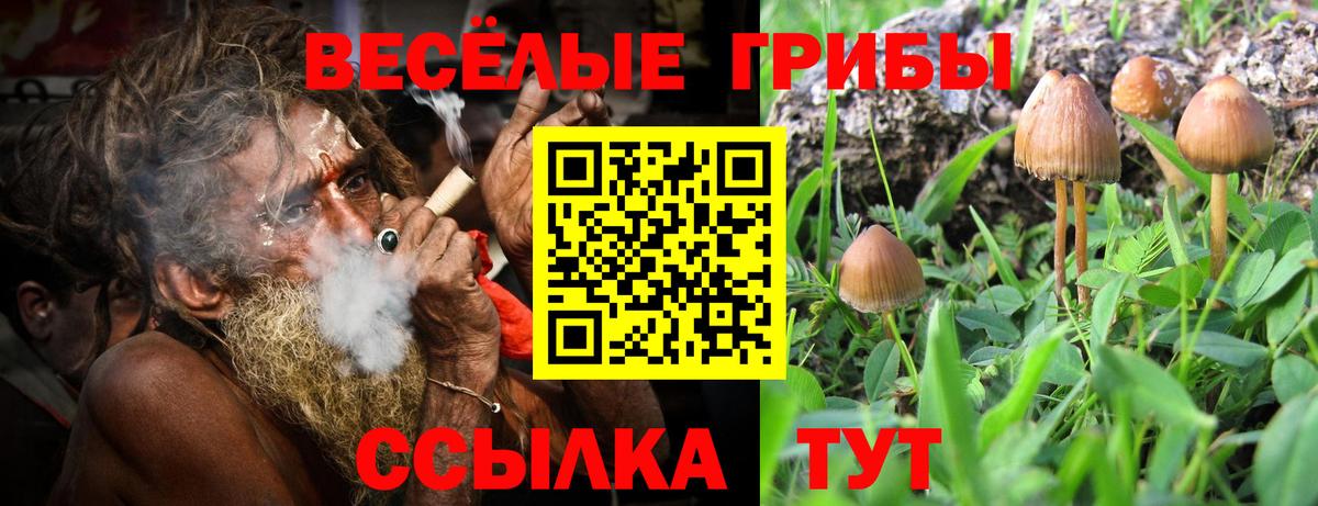 Заинск  сколько стоит  Вход с VPN  Галлюциногенные грибы Psilocybe 